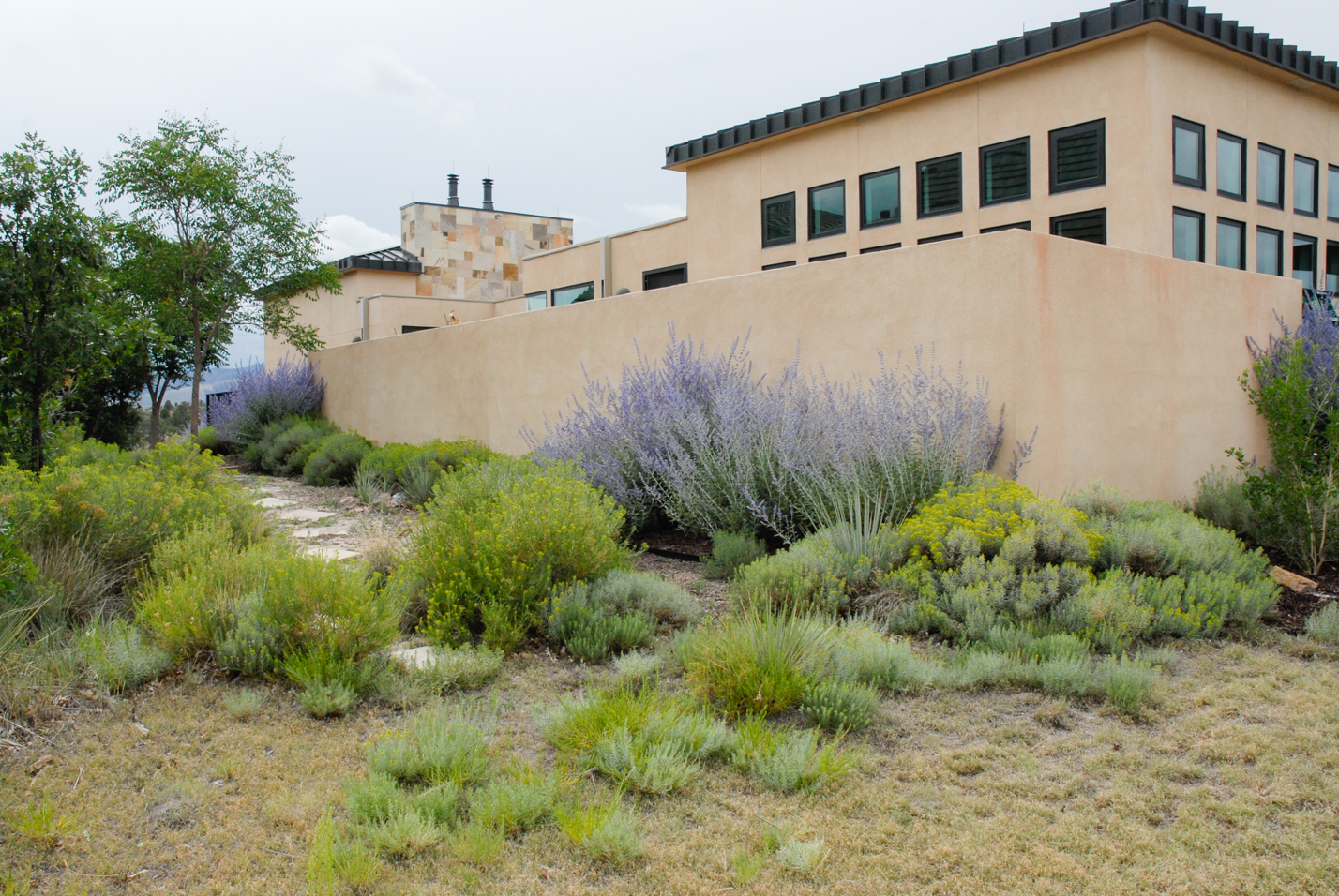 Buffalograss Front Yard